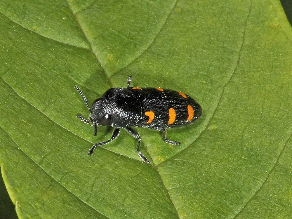 Ptosima undecimmaculata? (Buprestidae) con alcune variazioni